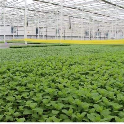 Solar Panel Glass Greenhouse