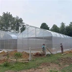 گلخانه تونل سبزیجات